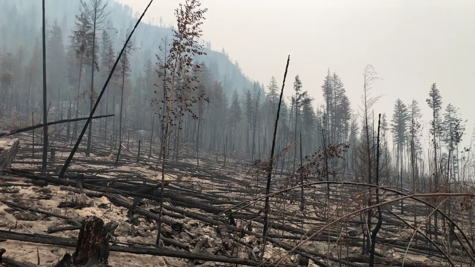 Illustrative view of a forest after wildfire